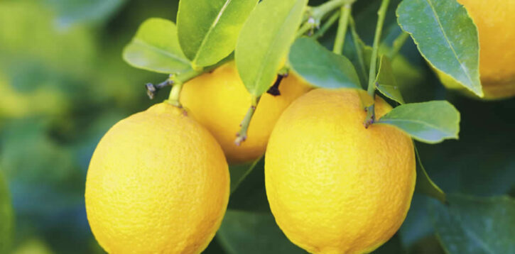 Il limoncello di Sorrento