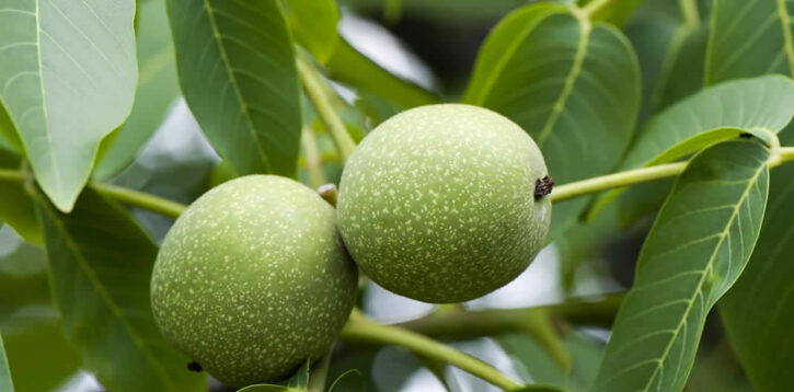 Il Nocillo – liquore di noci